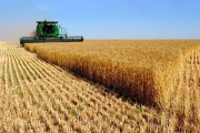 El trigo y el maíz tocaron mínimos de 2020 ante una disminución en las exportaciones