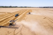 Agroindustria bipolar: crece la producción pero se desploman las exportaciones en el sudoeste bonaerense
