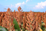 El sorgo, víctima de la guerra comercial EE. UU.-China: Mínimos históricos de exportación para Norteamérica y oportunidad para Argentina