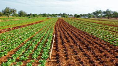 La Bolsa de Comercio de Rosario adaptó AGMEMOD para proyectar el futuro agroexportador argentino
