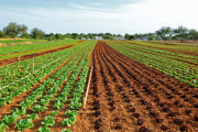 La Bolsa de Comercio de Rosario adaptó AGMEMOD para proyectar el futuro agroexportador argentino