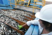 Perú se consolida como líder en el suministro de aceite de pescado a China, superando a Rusia con una cuota del 45,8%