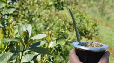Pequeños productores de yerba mate logran exportar mediante logística asociativa