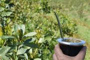 Pequeños productores de yerba mate logran exportar mediante logística asociativa