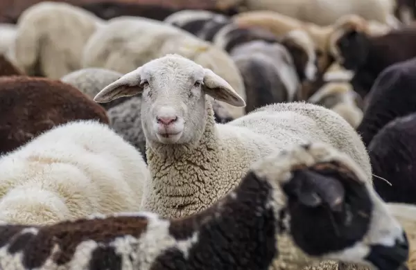 La exportación de carne ovina argentina se expande con récords en Europa y la reapertura del mercado chileno
