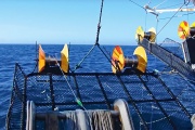 Cierran la temporada de pesca de calamar Illex por sostenibilidad del recurso