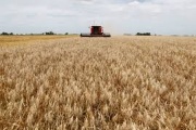 Prorrogan la baja de retenciones para el trigo y la cebada hasta marzo de 2026: Vuelven a subir para la soja y el girasol