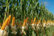 Ensayos confirman la viabilidad del cultivo de maíz en Neuquén con rindes de hasta 10,5 toneladas por hectárea.
