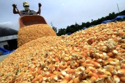 Reporte del mercado de granos: negociaciones EE.UU.-Vietnam amenazan al maíz y la harina de soja argentinos