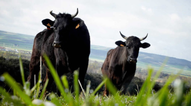 Después de 22 años, Argentina vuelve a importar toros en pie desde Estados Unidos.
