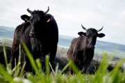 Después de 22 años, Argentina vuelve a importar toros en pie desde Estados Unidos.