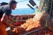 Suspendida la prospección de langostino en aguas nacionales hasta nuevo aviso por condiciones climáticas adversas