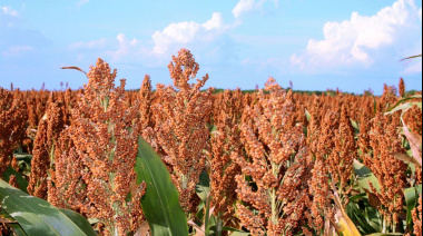 El sorgo, víctima de la guerra comercial EE. UU.-China: Mínimos históricos de exportación para Norteamérica y oportunidad para Argentina