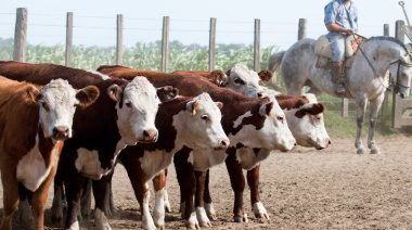 Producción de carne vacuna crece en el primer semestre de 2025 impulsada por mayor faena y consumo interno