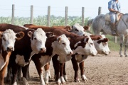 Producción de carne vacuna crece en el primer semestre de 2025 impulsada por mayor faena y consumo interno