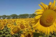 Campaña 2024/25: el girasol aportó más de U$S 2.000 millones a la economía argentina