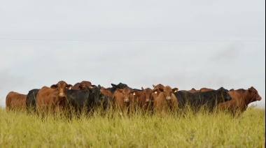 La plataforma argentina que busca garantizar carne bovina libre de deforestación para la Unión Europea