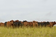 La plataforma argentina que busca garantizar carne bovina libre de deforestación para la Unión Europea