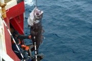 Detectan actividad reproductiva de merluza negra en el Talud Norte del Mar Argentino: Implicancias para su conservación