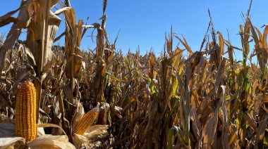 Avance de siembra fina y cosecha de gruesa: Panorama productivo en la región BCP
