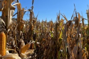 Avance de siembra fina y cosecha de gruesa: Panorama productivo en la región BCP