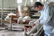 Nueva normativa: La porcicultura argentina debe certificar estatus sanitario cada cuatro meses.