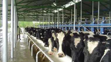 La producción láctea argentina crece 11% interanual impulsada por la mejora macroeconómica y el consumo