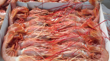 Queda abierta a la pesca comercial la Subárea 15, tras una prospección favorable de langostino