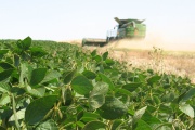 DONMARIO semillas presenta variedades para elevar rindes y transformar un cultivo clave