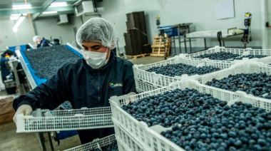 Perú proyecta un nuevo récord en exportaciones de arándanos para 2026