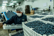 Perú proyecta un nuevo récord en exportaciones de arándanos para 2026