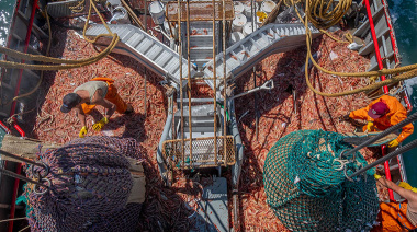 La pesquería de langostino en Chubut, entre un récord histórico y la búsqueda de su certificación