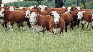 Márgenes ganaderos: los planteos productivos ofrecieron resultados favorables en el tercer trimestre