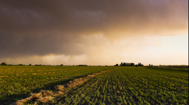 Impacto de las lluvias en la cosecha de fina: Un panorama mixto en el sur de la provincia de Buenos Aires.