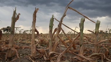 Campaña agrícola 2025/26: La neutralidad climática se impone en el pronóstico, pese a crecientes chances de La Niña