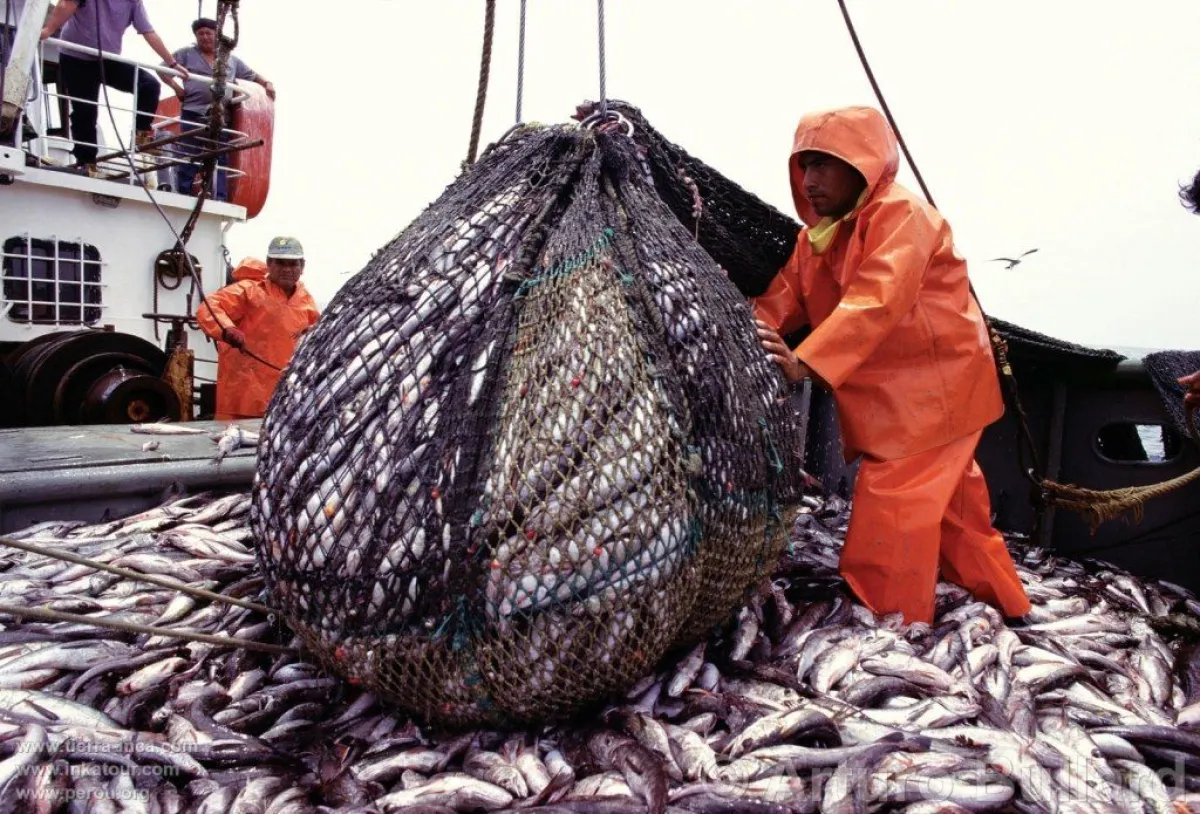 La merluza negra argentina: la industria pesquera gallega como actor principal en su extracción