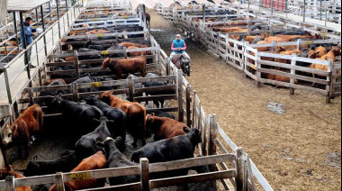 EE.UU. combina récords de consumo e importación con una caída histórica de stocks ganaderos