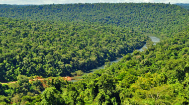 Bosques nativos de Misiones logran certificación de manejo sostenible