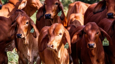 La carne bovina retrocede en volumen pero recupera márgenes y precios