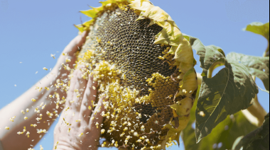 La cosecha de girasol entra en su tramo final con rindes mejores a lo esperado