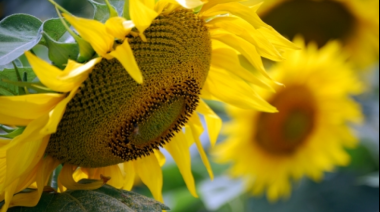 El girasol marca un hito: cosecha récord en 25 años