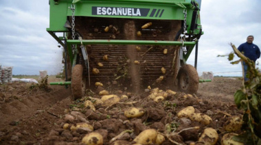 Productores abandonan la cosecha de papa por sobreoferta y baja rentabilidad.