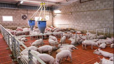 Cerdo argentino se afianza en Filipinas: buscan contratos anuales en un mercado clave.