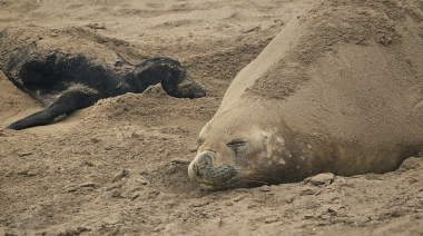 Inédito nacimiento de elefante marino en el Puerto de Quequén, Argentina