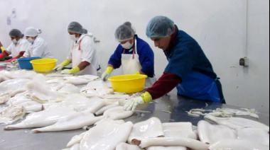La Subsecretaría de Pesca simplifica la normativa de reproceso de calamar para reducir la carga administrativa