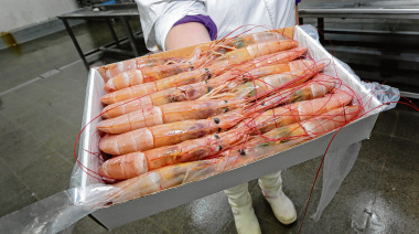 Potencial Exportador: Langostino Argentino Congelado a Bordo Recibe Certificación de Calidad Oficial.