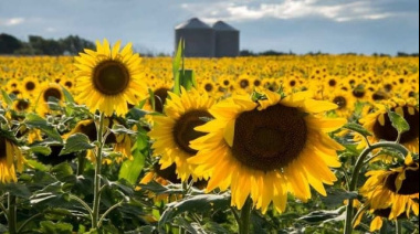 Avance de siembra de granos gruesos: Girasol lidera expansión y preocupan heladas en trigo y cebada