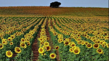 La agroindustria argentina creció 1,3% en el primer semestre impulsada por el girasol, la carne y el maíz