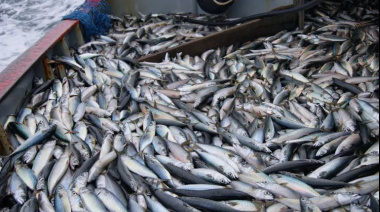 El CFP confirma la continuidad de las paradas biológicas para la pesquería de merluza común