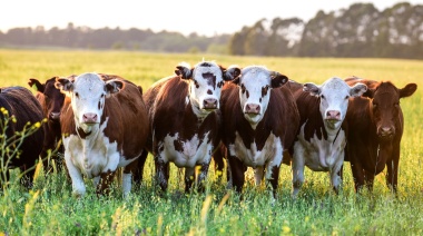 El Gobierno habilita el ingreso de carne con hueso a la Patagonia tras 24 años de prohibición